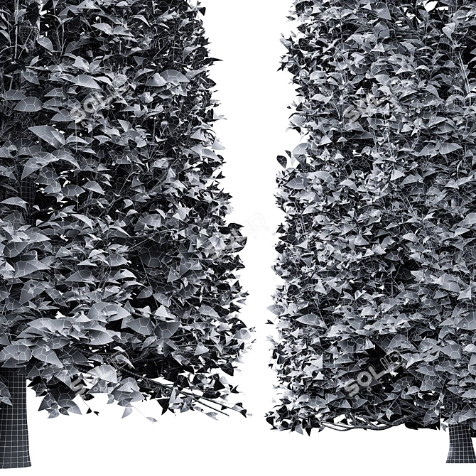 3 Carpinus Betulus Tree Models 3D model image 7