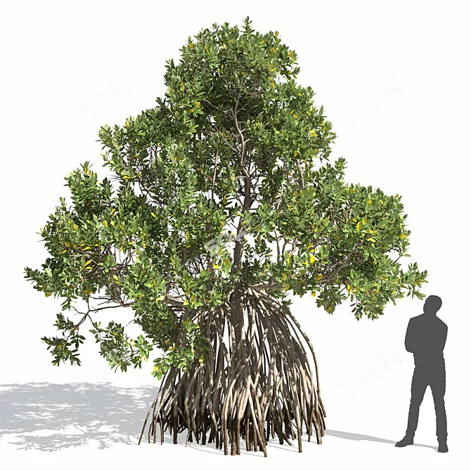 Avicennia Marina Mangrove Tree Set 3D model image 4