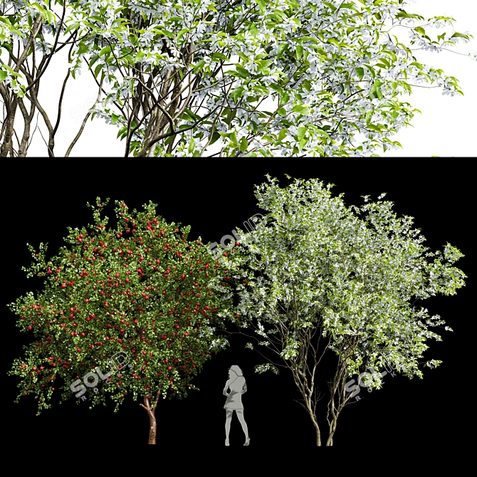 Lamarckii Apple Tree 3D Models 3D model image 1