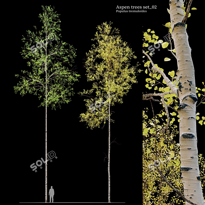 Trembling Aspen Trees Set - 02 3D model image 1