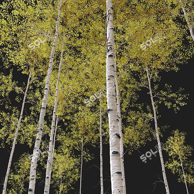 Trembling Aspen Trees Set - 02 3D model image 2