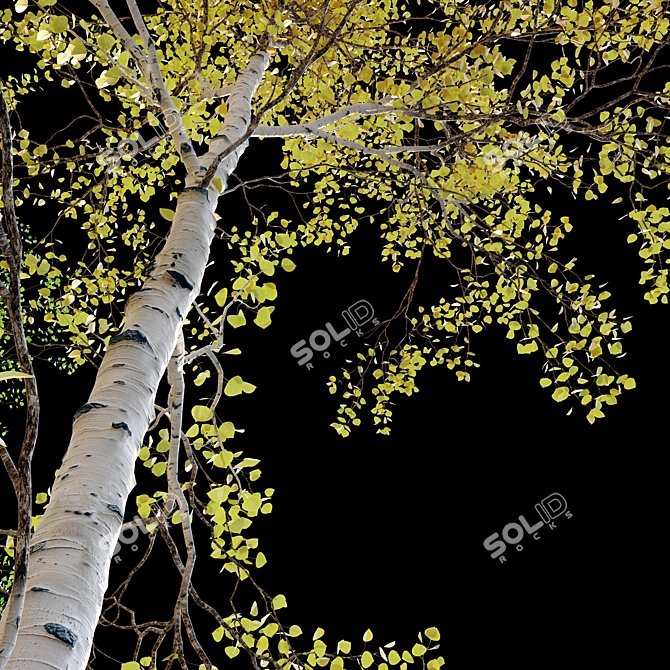 Trembling Aspen Trees Set - 02 3D model image 3