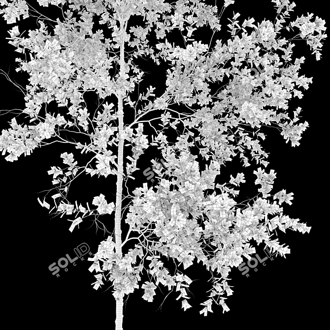 Trembling Aspen Trees Set - 02 3D model image 5