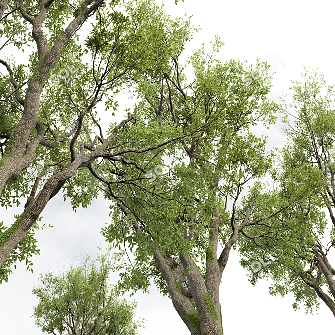 Detailed Angel Oak Live Tree 3D model image 2