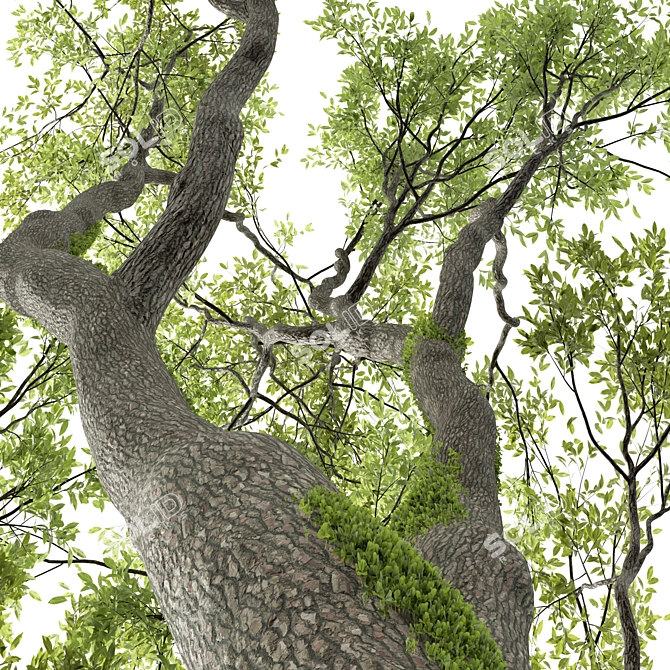 Detailed Angel Oak Live Tree 3D model image 3