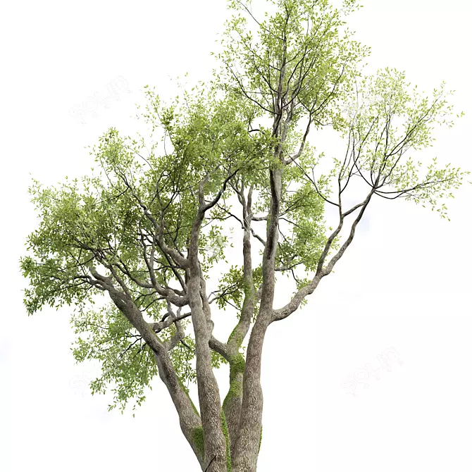 Detailed Angel Oak Live Tree 3D model image 4