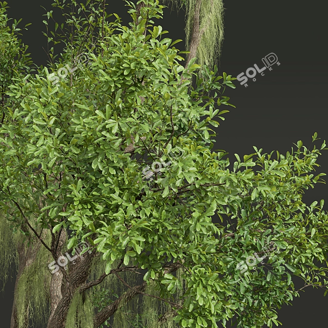 Detailed Angel Oak Tree Model 3D model image 2