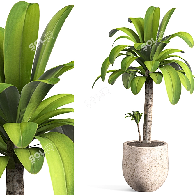 Contemporary Indoor Plant Set 04 3D model image 4