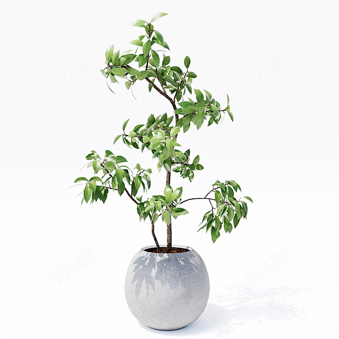 Optimized Indoor Plants 3D Models 3D model image 1