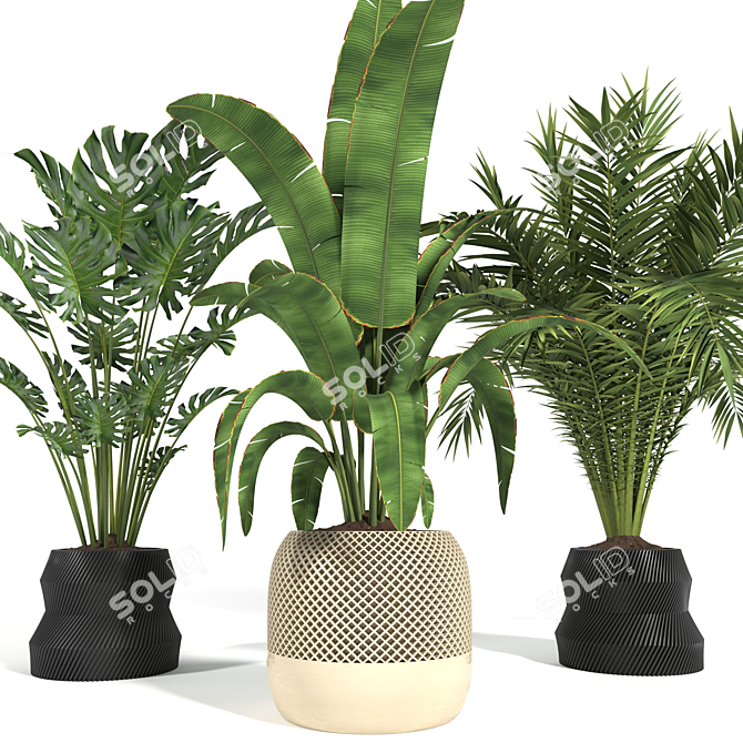 Tropical Plants 3D Model Pack 3D model image 1
