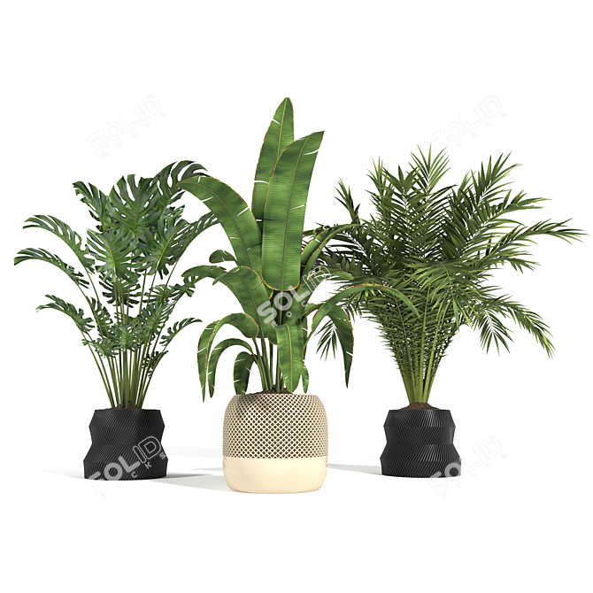 Tropical Plants 3D Model Pack 3D model image 2