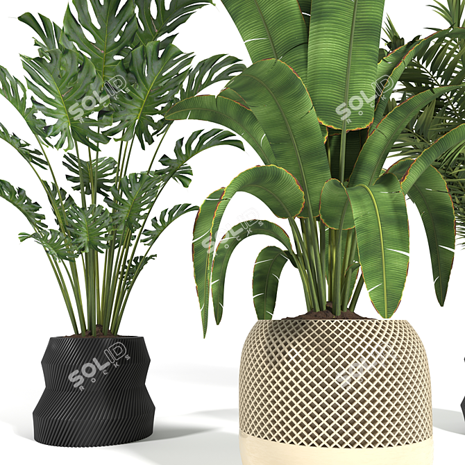 Tropical Plants 3D Model Pack 3D model image 3