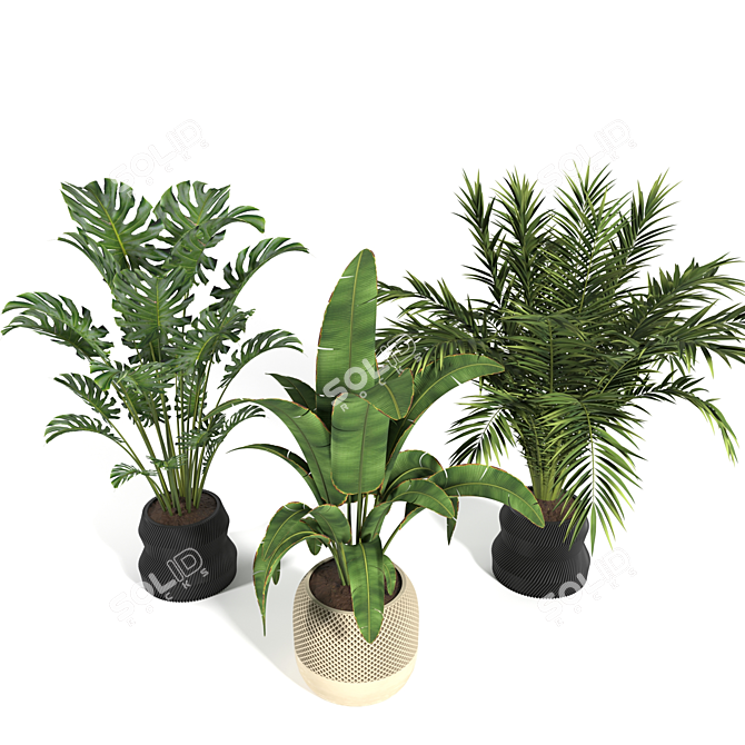 Tropical Plants 3D Model Pack 3D model image 4