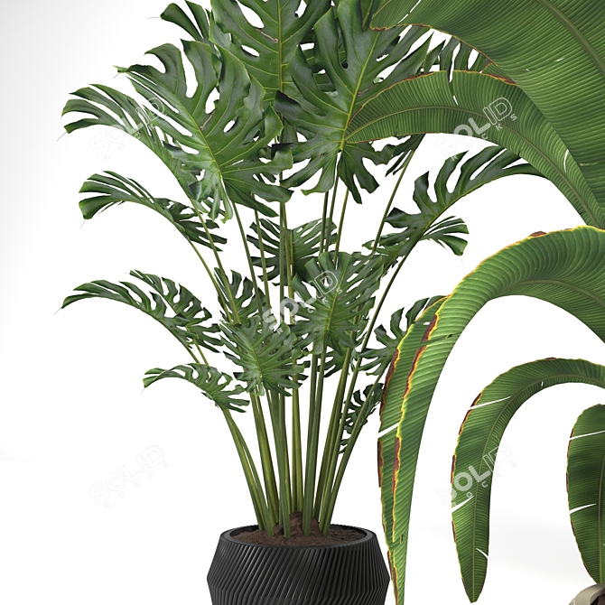 Tropical Plants 3D Model Pack 3D model image 5