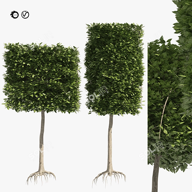 Dual Square & Cylinder Topiary Trees 3D model image 1