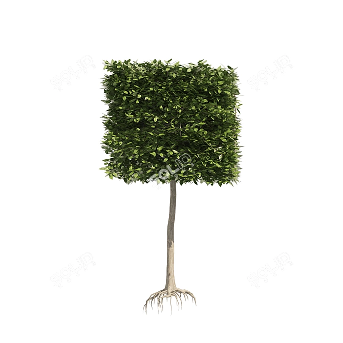 Dual Square & Cylinder Topiary Trees 3D model image 3