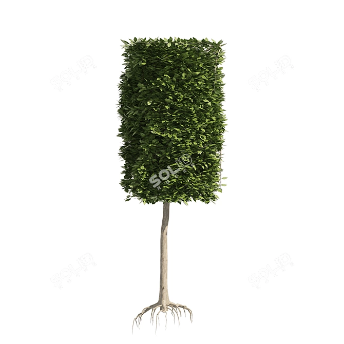 Dual Square & Cylinder Topiary Trees 3D model image 4