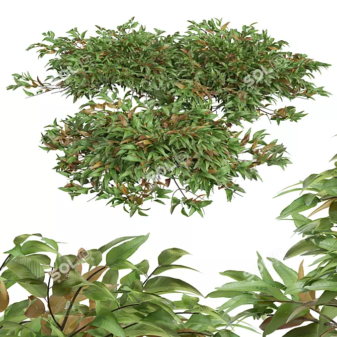 Precision Pyrrosia Lingua Plant Model 3D model image 1