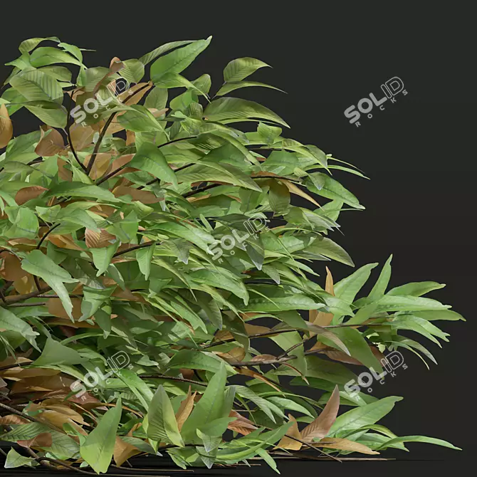 Precision Pyrrosia Lingua Plant Model 3D model image 2
