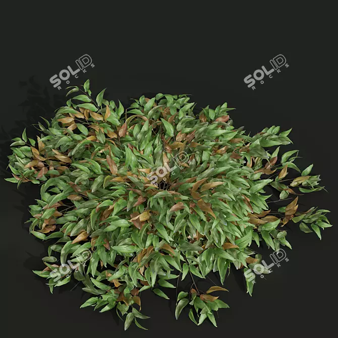 Precision Pyrrosia Lingua Plant Model 3D model image 3