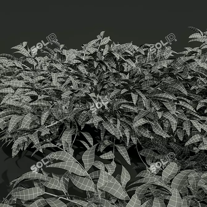 Precision Pyrrosia Lingua Plant Model 3D model image 4