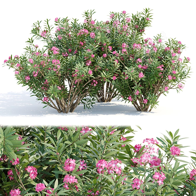 Mediterranean Oleander Collection Vol. 112 3D model image 1