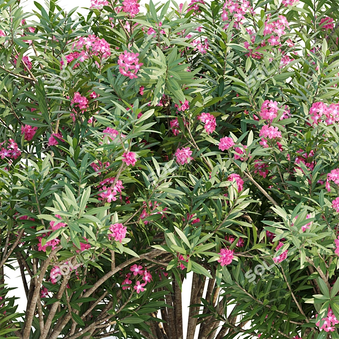 Mediterranean Oleander Collection Vol. 112 3D model image 2
