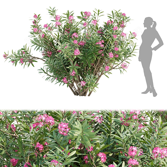 Mediterranean Oleander Collection Vol. 112 3D model image 3