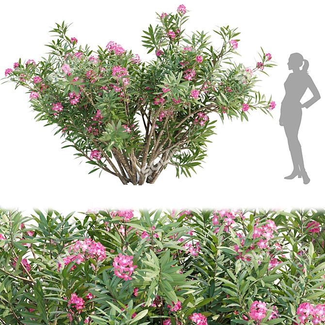 Mediterranean Oleander Collection Vol. 112 3D model image 5