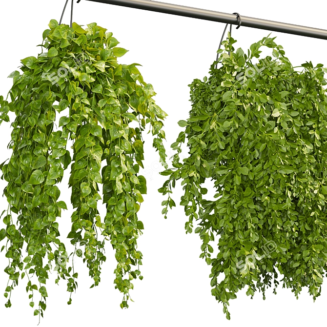 Modern Hanging Plant Collection 3D model image 2