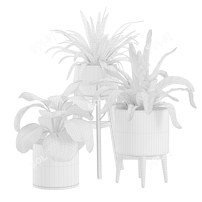 Exotic Indoor Plants Collection.pyplot79 3D model image 2