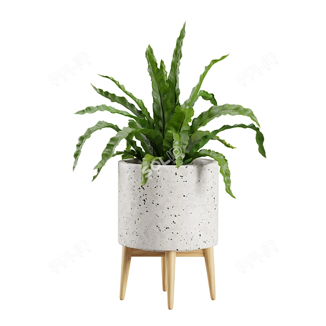 Exotic Indoor Plants Collection.pyplot79 3D model image 5