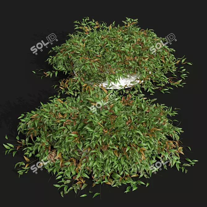 High Detail Pyrrosia Lingua Fern 3D model image 2