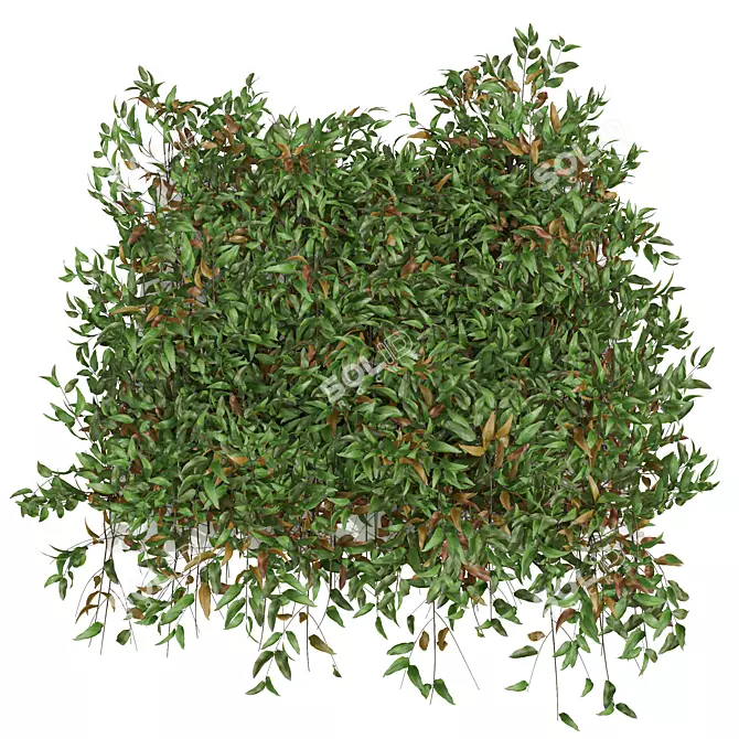 High Detail Pyrrosia Lingua Fern 3D model image 3