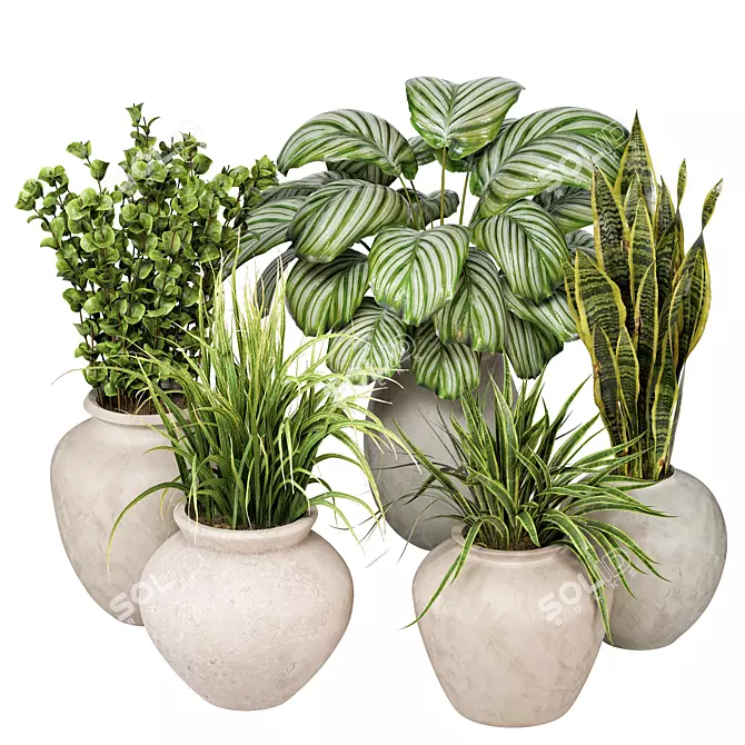 Indoor Plants 3D Model Collection 3D model image 2