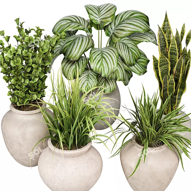 Indoor Plants 3D Model Collection 3D model image 3