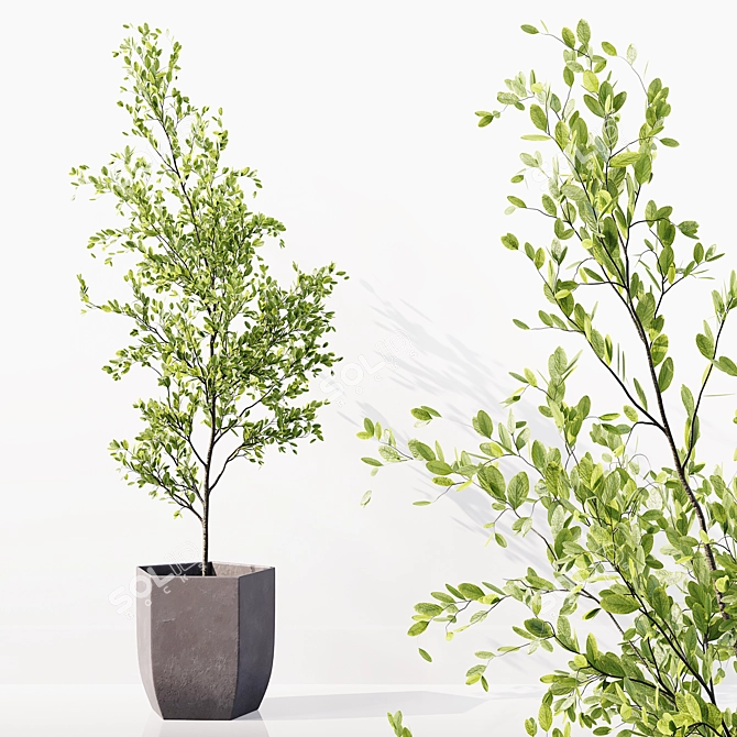 High-Quality Collection of Indoor Plants 3D model image 2