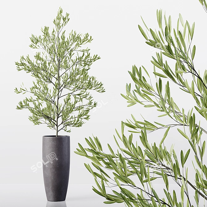 High-Quality Collection of Indoor Plants 3D model image 3