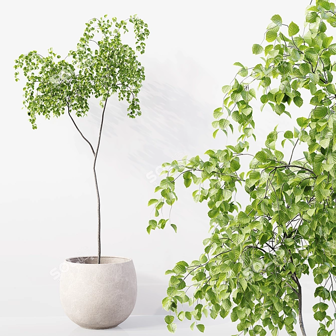 High-Quality Collection of Indoor Plants 3D model image 4