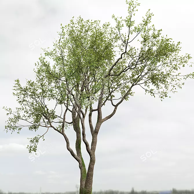 Grand Angel Oak Tree Replica 3D model image 2