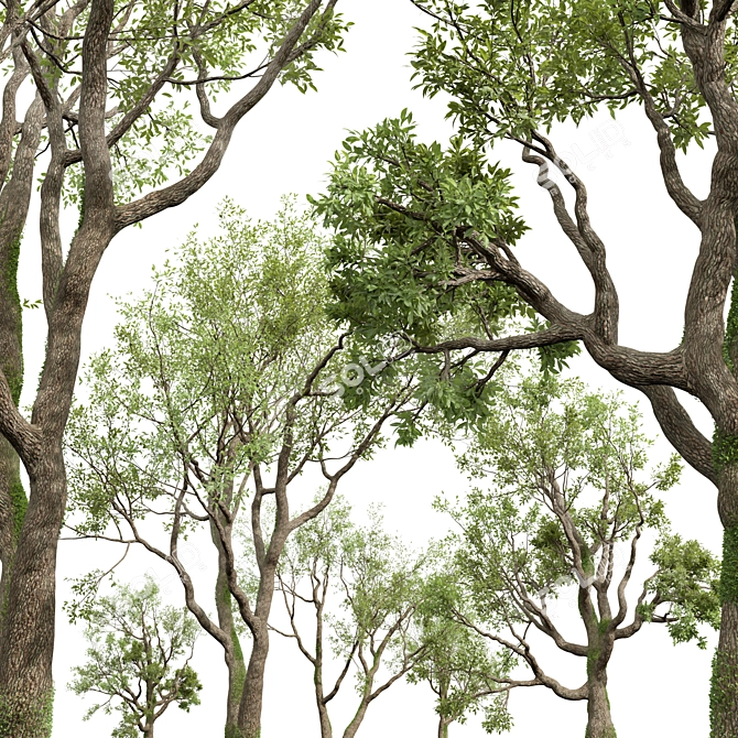 Grand Angel Oak Tree Replica 3D model image 4