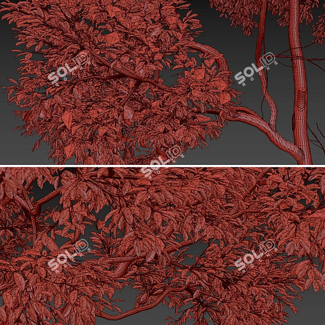 Shorea Chinensis Tree Pair Timber Harvest 3D model image 5