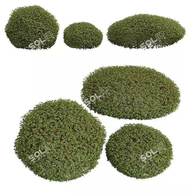 Pyrrosia Lingua Hedge Sphere 3D 3D model image 1