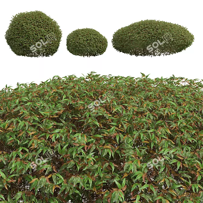 Pyrrosia Lingua Hedge Sphere 3D 3D model image 2