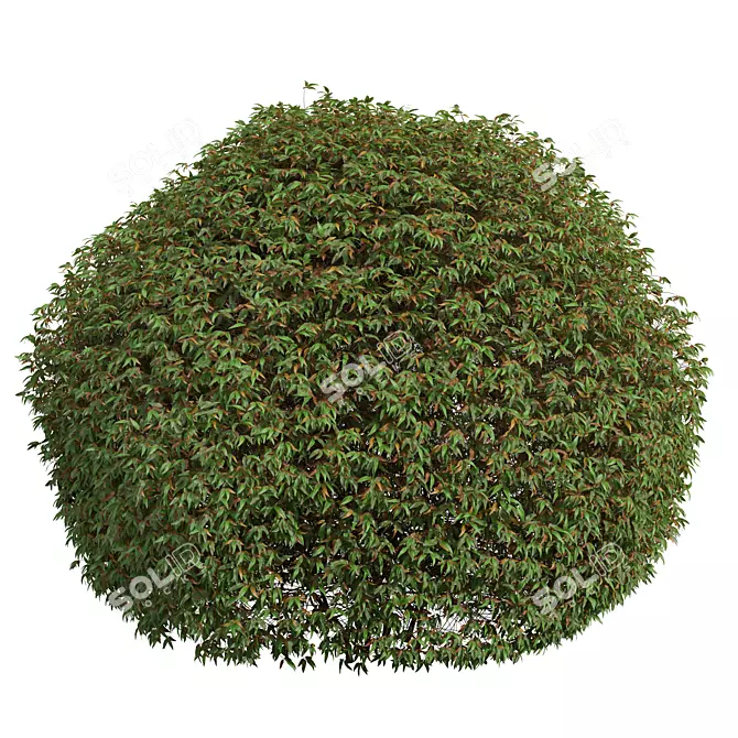 Pyrrosia Lingua Hedge Sphere 3D 3D model image 3