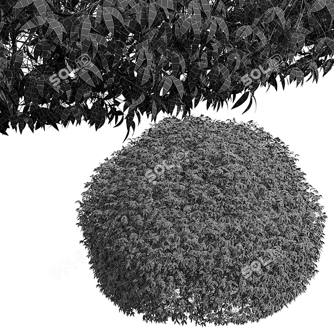 Pyrrosia Lingua Hedge Sphere 3D 3D model image 4