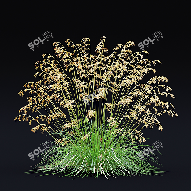 Dense Meadow Grass Collection 3D model image 4