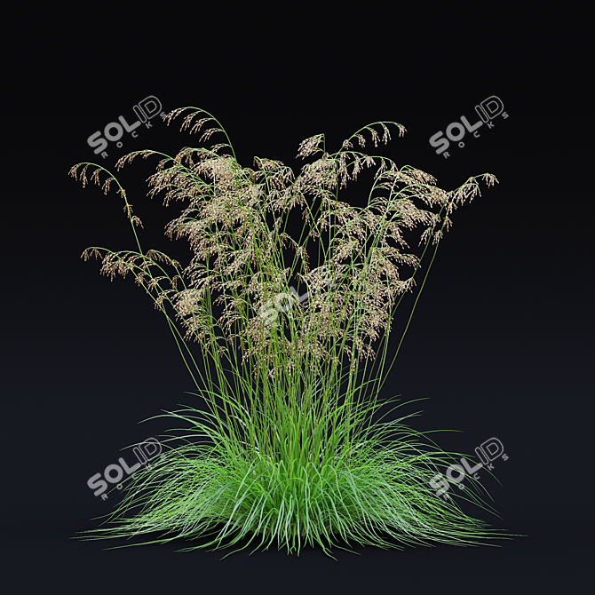 Dense Meadow Grass Collection 3D model image 7