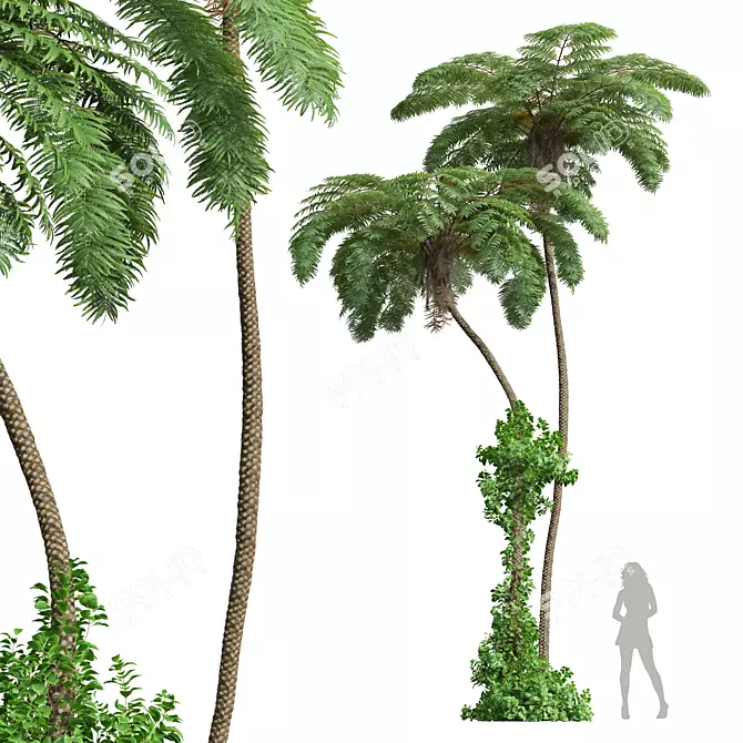 Ancient Tree Fern 3D Model 3D model image 1