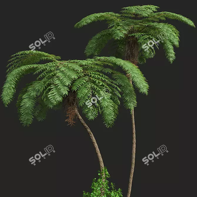 Ancient Tree Fern 3D Model 3D model image 2